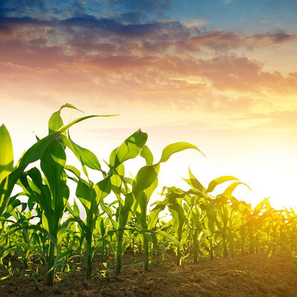 Agricultural Chemicals Packaging Solutions